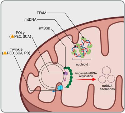 Selective Neuron Vulnerability in Common and Rare Diseases—Mitochondria in the Focus